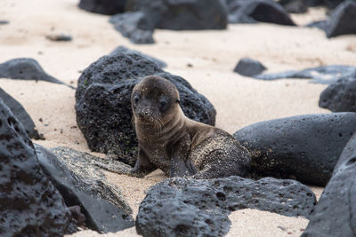 Tiny adorable galapagos baby sea lion seen in closeup staring while sitting on beach between rocks