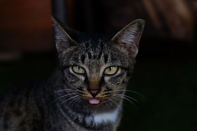 Close-up portrait of cat