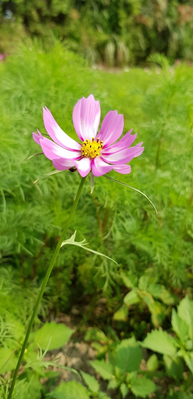 flower, flowering plant, plant, freshness, beauty in nature, vulnerability, pink color, petal, fragility, growth, close-up, inflorescence, flower head, green color, day, nature, no people, cosmos flower, focus on foreground, outdoors, pollen, purple