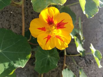 Close-up of yellow flowering plant