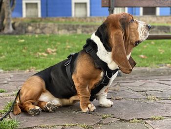 Close-up of dog