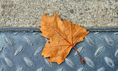 Close-up of autumn leaf