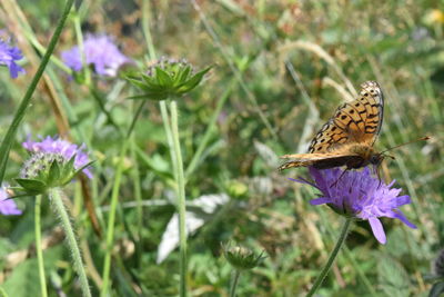 Butterfly on purple flower