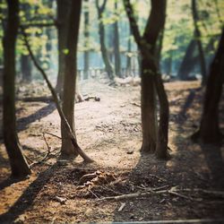 Close-up of tree trunk in forest