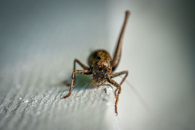 Close-up of spider