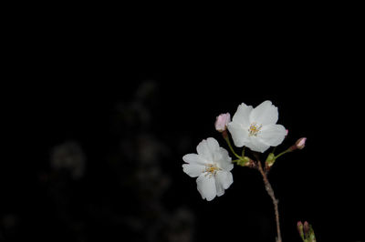 Close-up of white flowers on branch