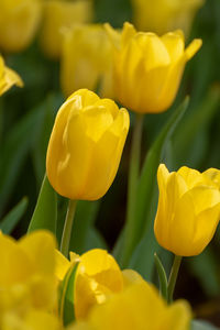 Close-up of yellow tulip