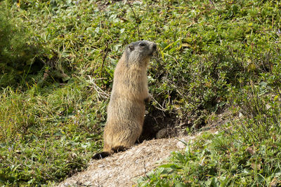 Alpine marmot in high mountains in bavaria, germany in autumn