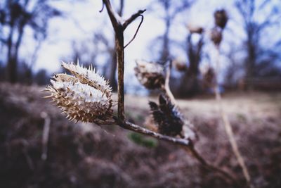 Close-up of dried plant on snow covered field