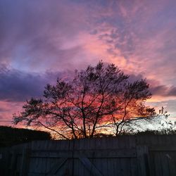 Low angle view of silhouette tree against dramatic sky