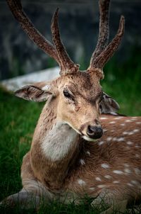 Close-up of deer sitting on land