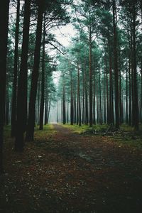 Trees in forest