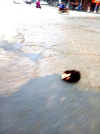 Man feeding at beach