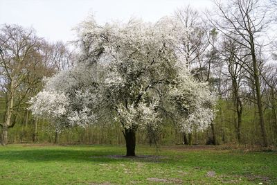 Trees against sky