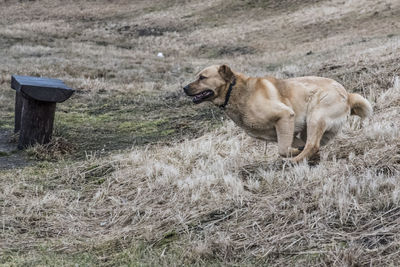 Dog on field