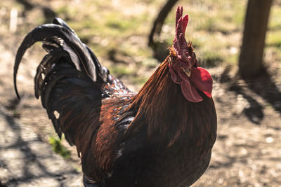 Close-up of rooster