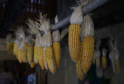 Close-up of corn