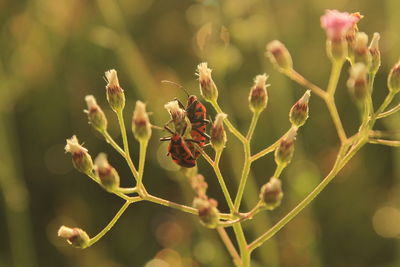 Close-up of insect on plant