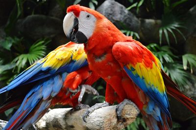 Close-up of parrot perching on tree