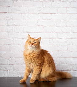 Portrait of an adult fluffy ginger cat on a white brick wall background, close up