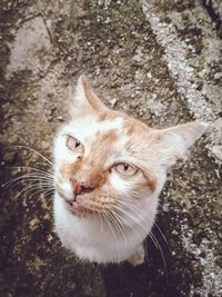 Close-up portrait of a cat