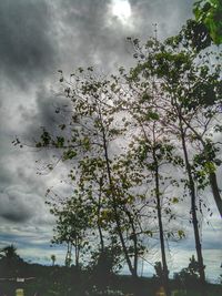 Low angle view of flower tree against sky