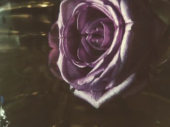 Close-up of wet rose