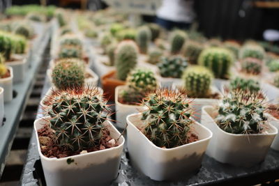 Close-up of succulent plants in greenhouse