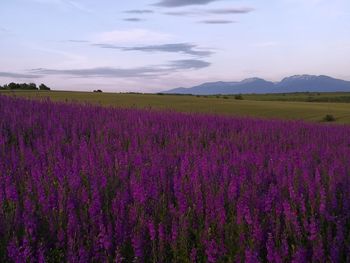 Bulgarian fields