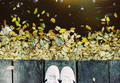 Low section of person standing on leaves in water