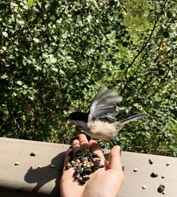 Close-up of hand holding bird against tree