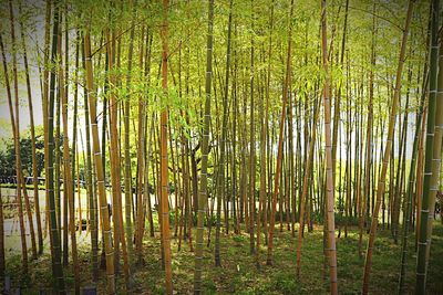 Bamboo trees in forest