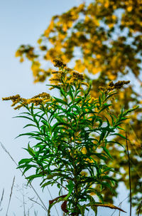 Low angle view of plant against clear sky