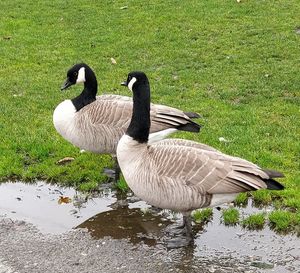 High angle view of two ducks in lake