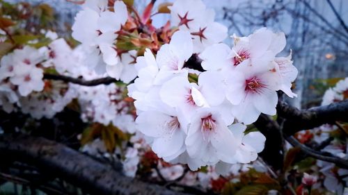 Pink flowers blooming on tree