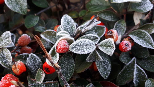 Close-up of berries on plant during winter