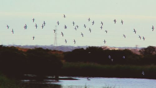 Birds flying over dark background