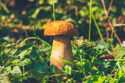 Close-up of mushroom growing on field