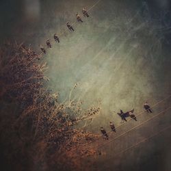 Birds flying over grass