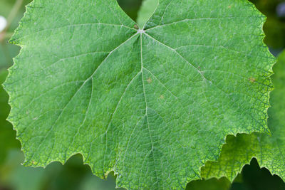 Close-up of green leaves