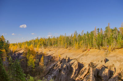 Scenic view of trees against sky