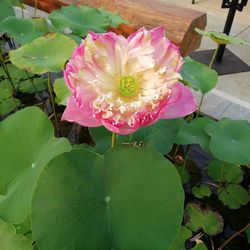 High angle view of pink flower blooming outdoors