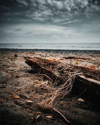 Driftwood on beach against sky