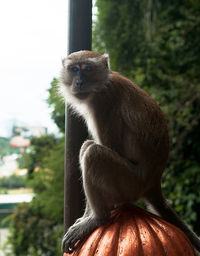 Close-up of monkey sitting on tree