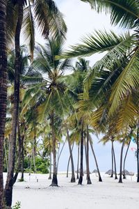 Palm trees on beach against sky