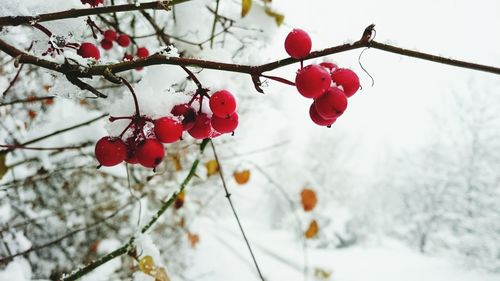 Low angle view of red cherry blossom tree