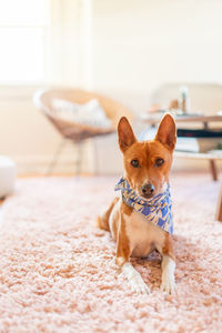 Portrait of a dog on rug