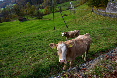 Cows on field