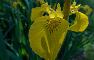 Close-up of yellow flowers blooming outdoors