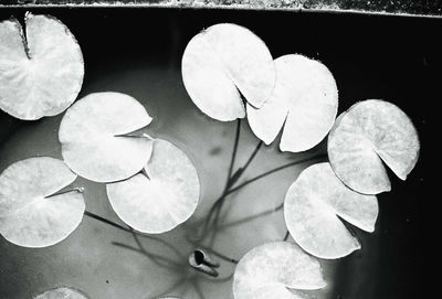 Close-up of white leaves floating on water